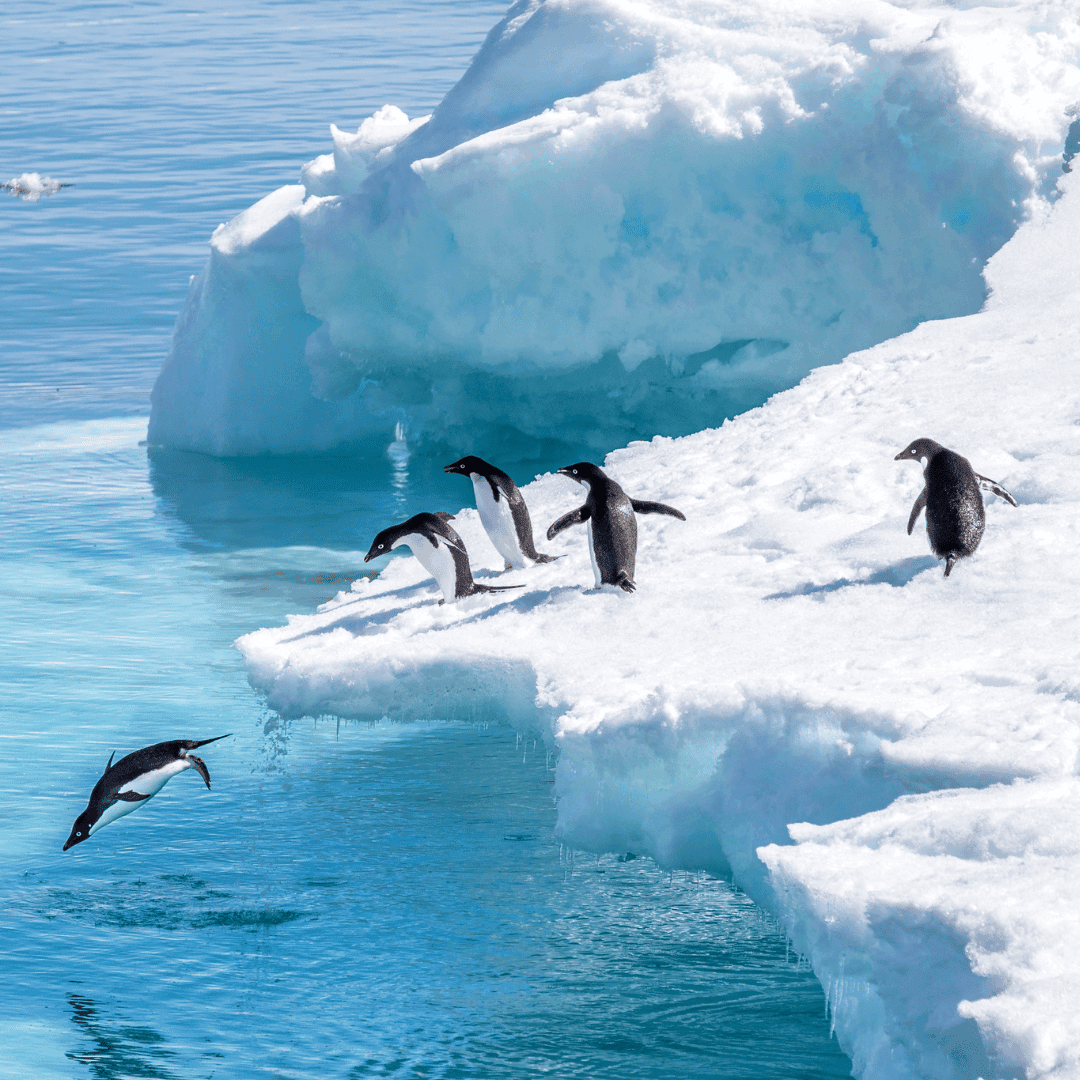 Pinguins, walvissen en wildlife