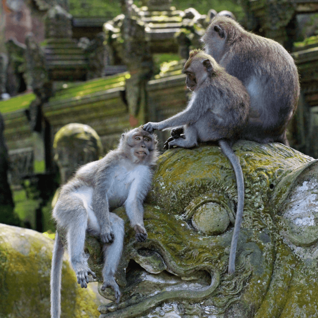 Ubud en rijstvelden
