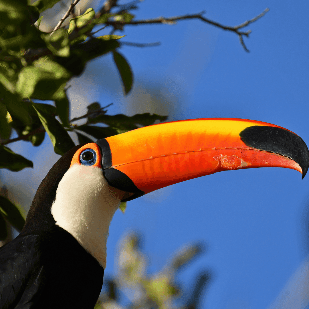 Pantanal en Amazone