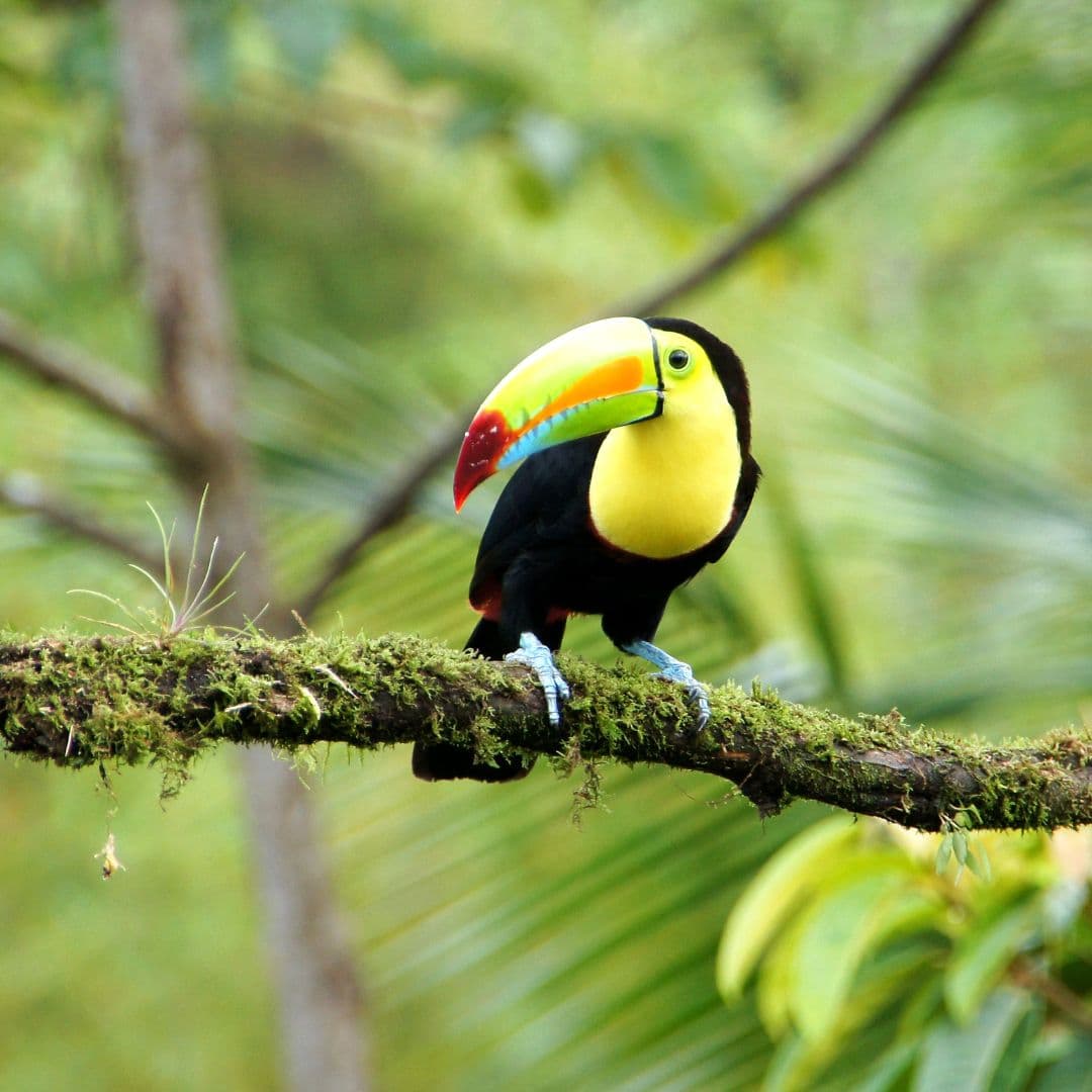 Tortuguero National Park