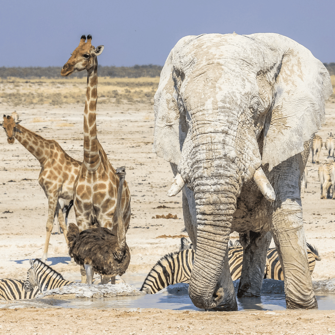 Etosha National Park