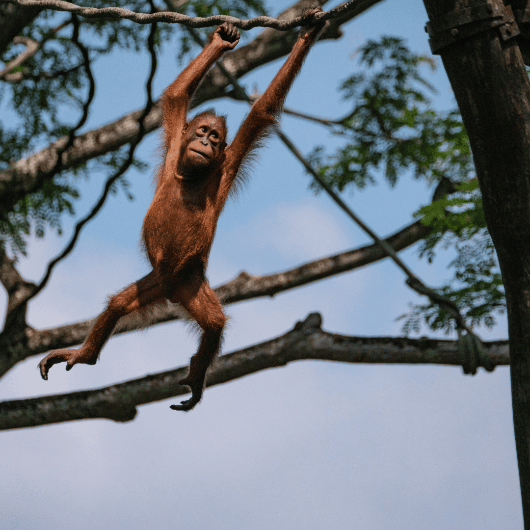 Sumatra: ongerepte jungle en orang-oetans