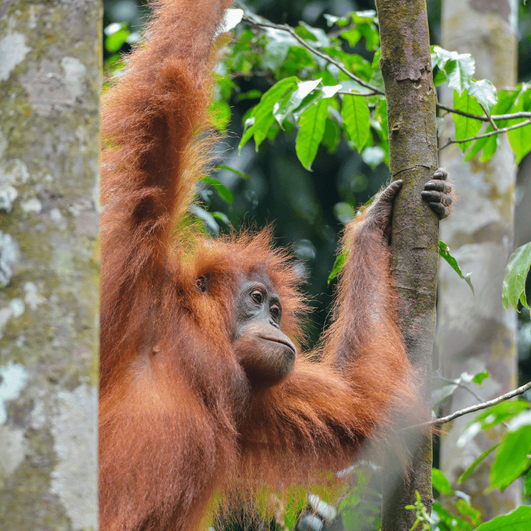 Bukit Lawang en orang-oetans