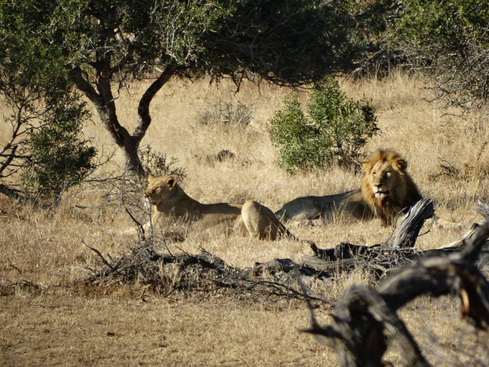 Zuid-Afrika