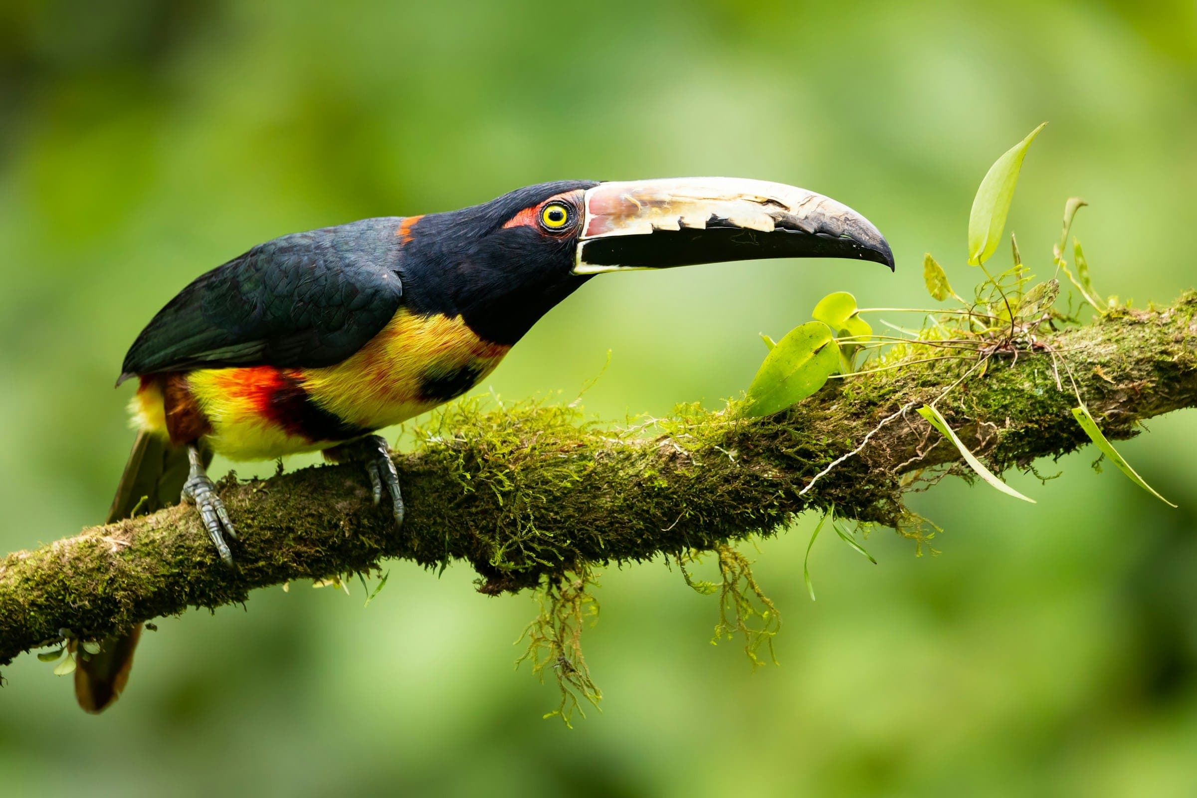 Halsbandarassari, een kleine toekan, op een bemoste tak in Costa Rica