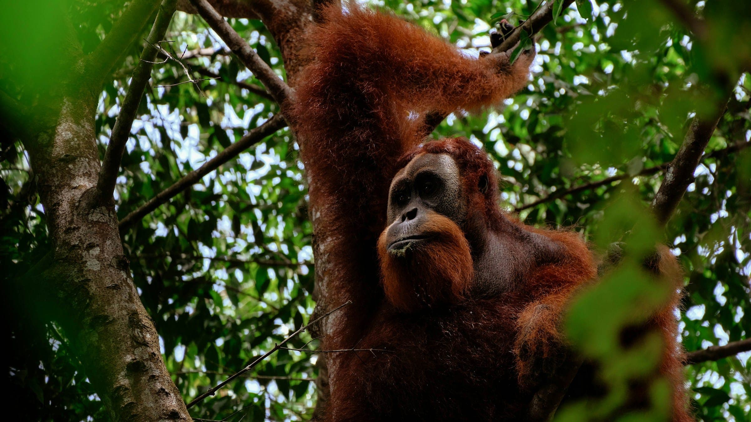 Orang-oetan in het regenwoud bij Bukit Lawang, Sumatra