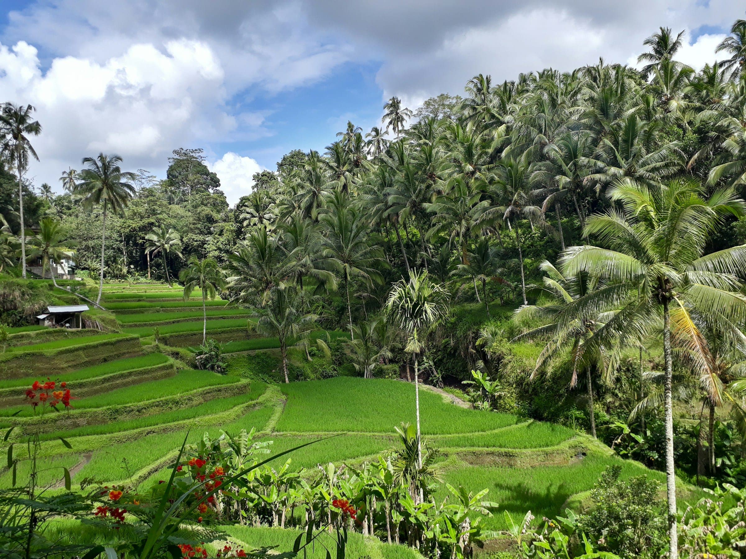 Rijstterrassen tussen de palmbomen op Bali
