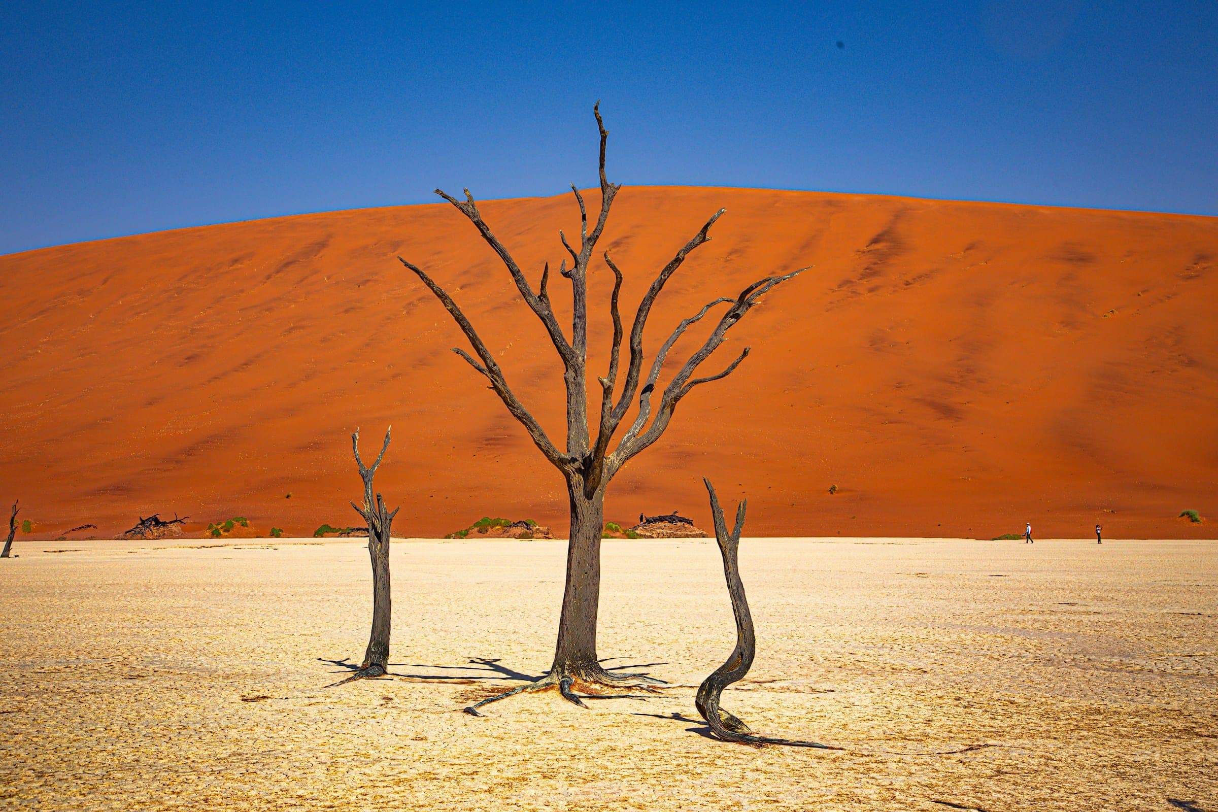 Dode kameeldoornbomen voor een rode duin in de Sossusvlei, Namibië