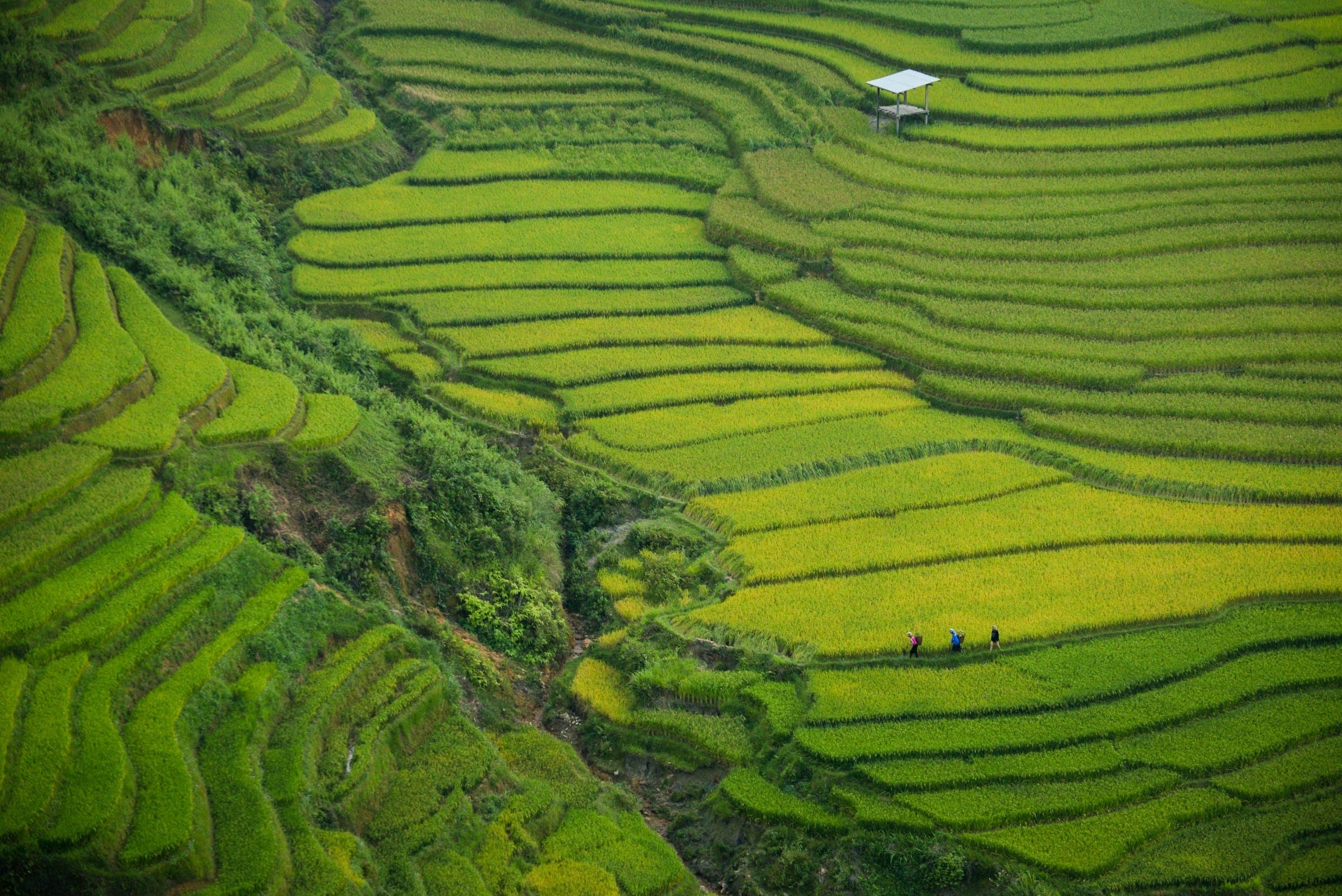Rijstterrassen bij de Khau Pha-pas in Noord-Vietnam