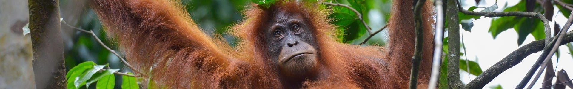 Rondreis Sumatra