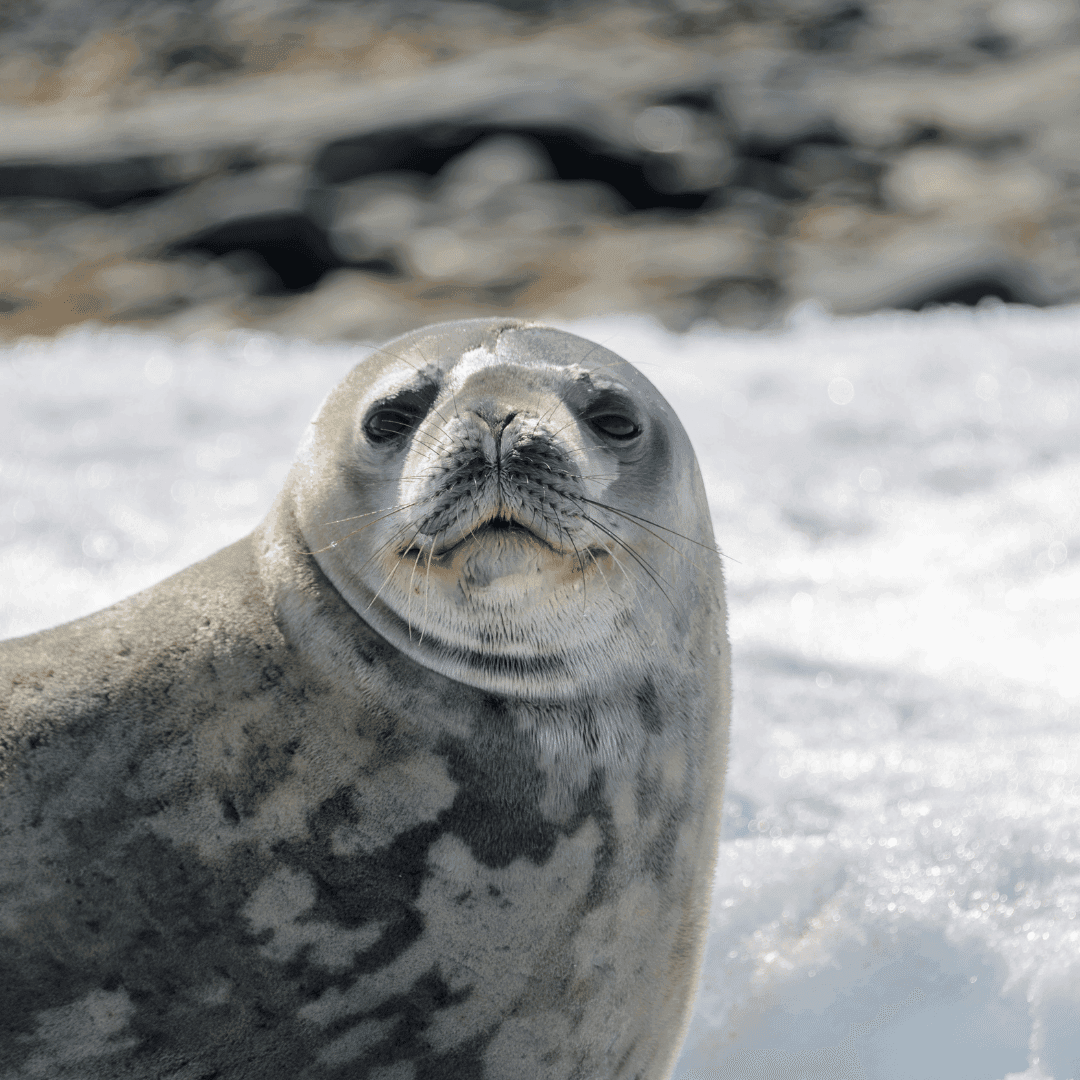South Shetland Islands