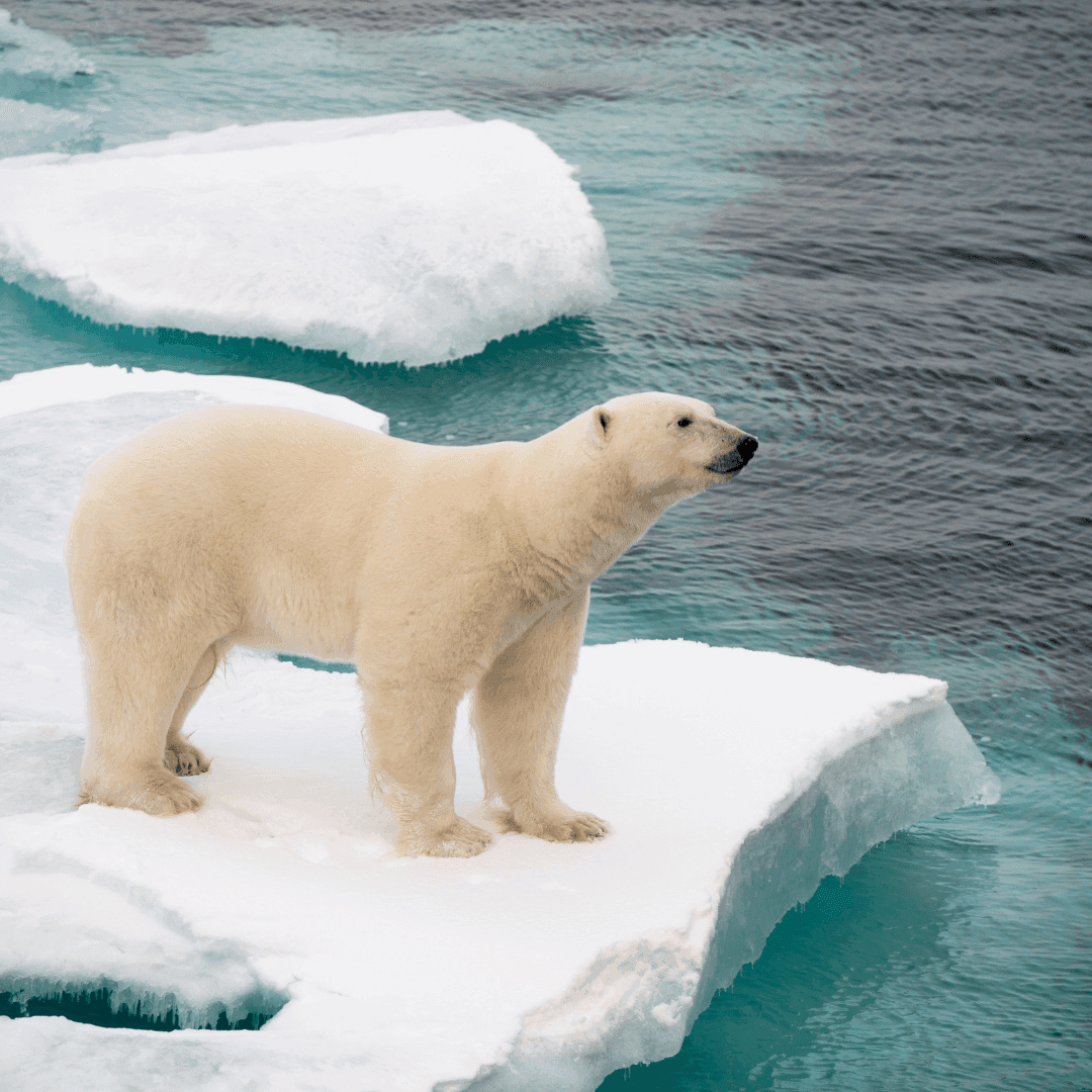 Spitsbergen