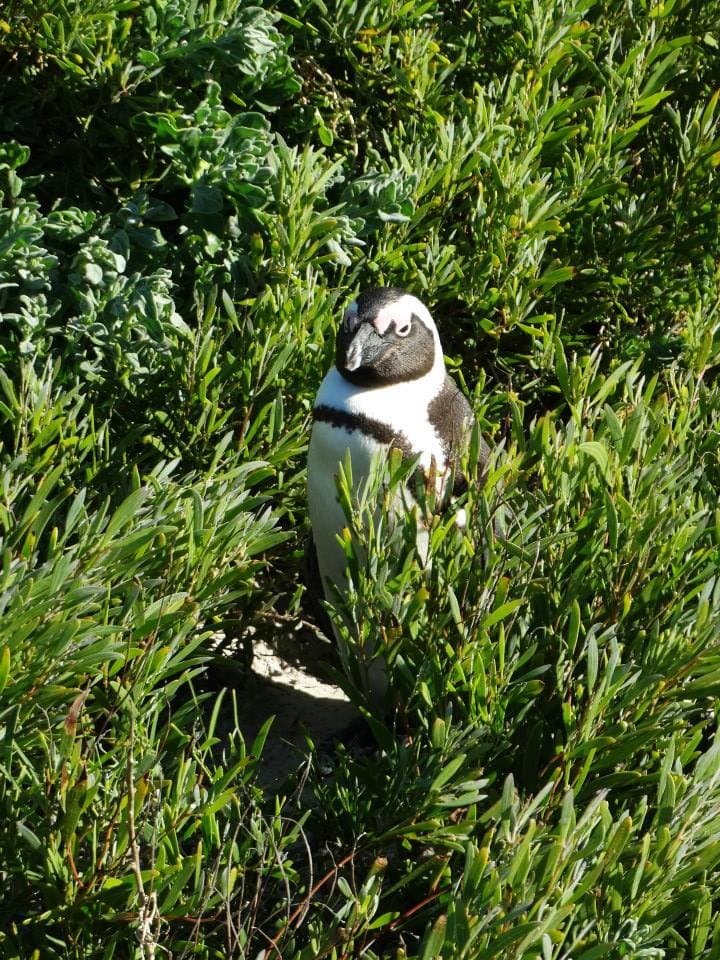 Kaapstad en de Tafelberg