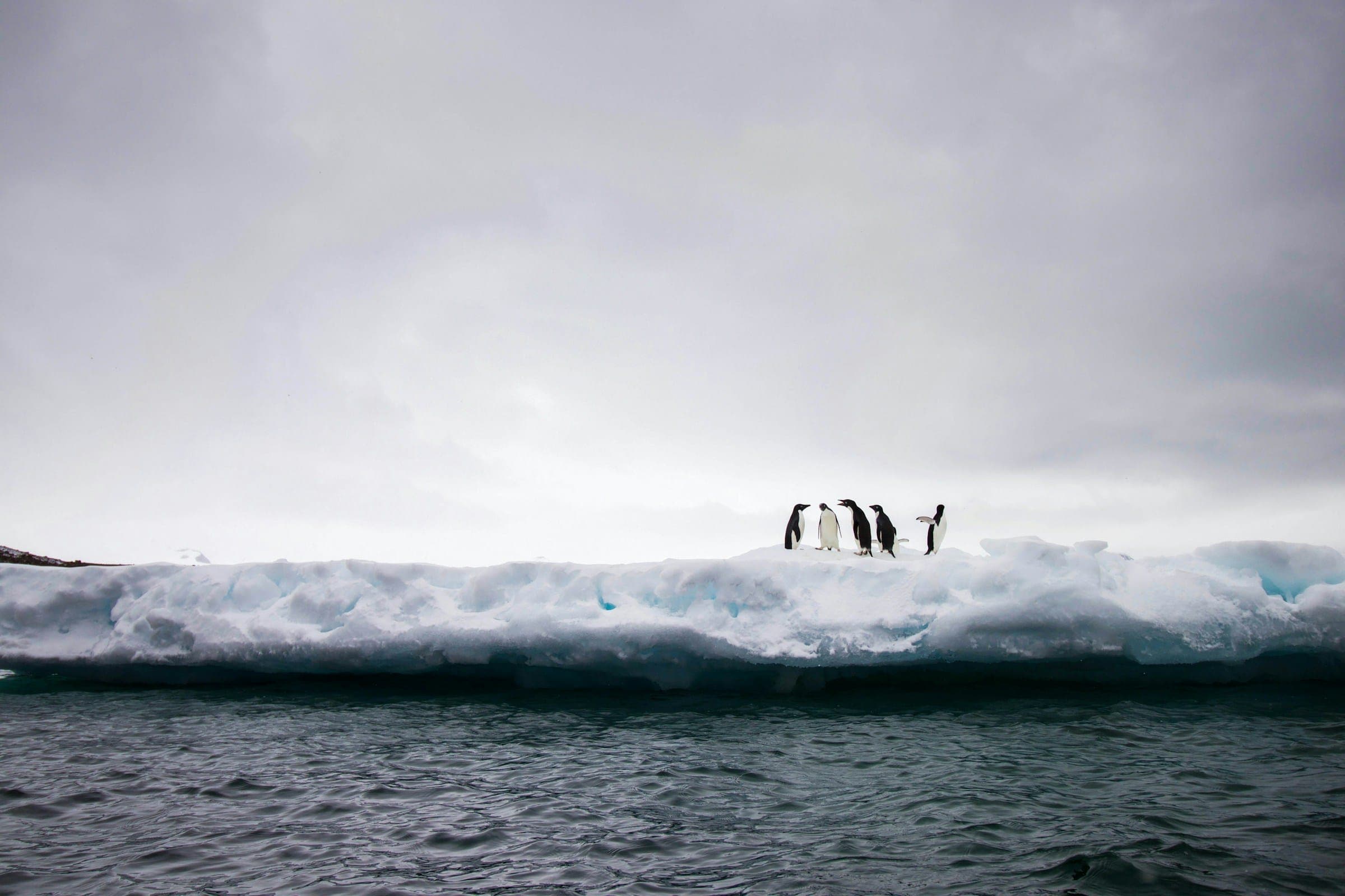 Pinguïns op een ijsschots bij Antarctica