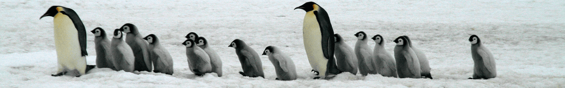 Antarctica reizen