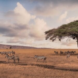 Safari Discover Tanzania