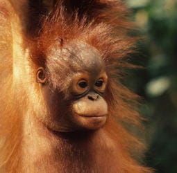 Familiereis Maleisisch Borneo