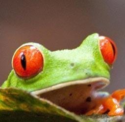 Groepsrondreis Costa Rica Hoogtepunten