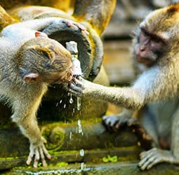 Groepsrondreis Java, Bali en Lombok