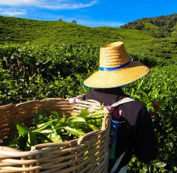 Groepsrondreis Singapore, Maleisië/Thailand