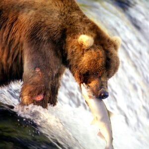 Rondreis Alaska, 21 dagen hotel/cabinreis