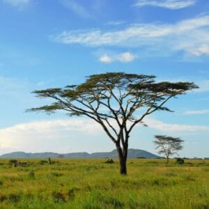 Rondreis Kenia & Tanzania, 18 dagen lodge/hotelreis