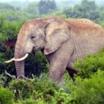 Rondreis Zuid-Afrika, 15 dagen