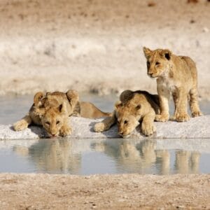Rondreis NAMIBIË - Internationale Groepsreis
