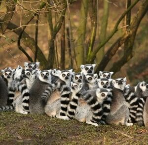 Rondreis MADAGASCAR kort